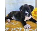 Boxer Puppy for sale in Spencerville, IN, USA