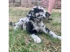 Mutt Puppy for sale in New Effington, SD, USA