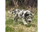 Mutt Puppy for sale in New Effington, SD, USA