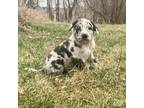 Mutt Puppy for sale in New Effington, SD, USA