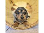 Dachshund Puppy for sale in Fort Wayne, IN, USA