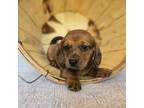 Dachshund Puppy for sale in Fort Wayne, IN, USA