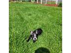 Boston Terrier Puppy for sale in Parkersburg, WV, USA