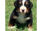 Bernese Mountain Dog Puppy for sale in Bixby, OK, USA