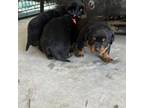 Rottweiler Puppy for sale in Augusta, GA, USA