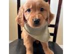 Golden Retriever Puppy for sale in Winston Salem, NC, USA