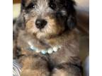 Mutt Puppy for sale in Wilmot, OH, USA