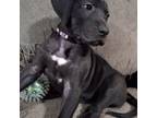 Great Dane Puppy for sale in Toledo, WA, USA