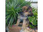 German Shepherd Dog Puppy for sale in Hartville, MO, USA