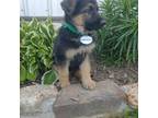 German Shepherd Dog Puppy for sale in Hartville, MO, USA