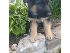 German Shepherd Dog Puppy for sale in Hartville, MO, USA