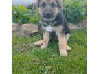 German Shepherd Dog Puppy for sale in Hartville, MO, USA