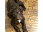 Labradoodle Puppy for sale in Franklin, TN, USA