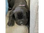 Cane Corso Puppy for sale in Coral Springs, FL, USA
