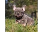 French Bulldog Puppy for sale in Dundee, OH, USA