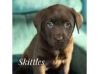 Labrador Retriever Puppy for sale in Owosso, MI, USA