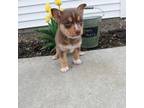 Mutt Puppy for sale in Wolcottville, IN, USA