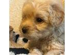 Maltipoo Puppy for sale in Huntington Beach, CA, USA