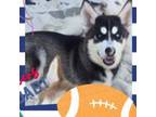 Siberian Husky Puppy for sale in Winter Haven, FL, USA