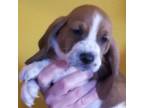 Basset Hound Puppy for sale in Beaverton, OR, USA