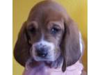 Basset Hound Puppy for sale in Beaverton, OR, USA