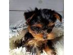 Yorkshire Terrier Puppy for sale in Dickson, TN, USA