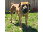 Boerboel Puppy for sale in Bromley, KY, USA