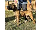 Southern Ohio Boerboel Scrappy