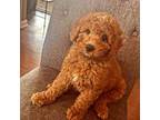 Goldendoodle Puppy for sale in Milwaukee, WI, USA