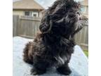 Shih Tzu Puppy for sale in Willis, TX, USA
