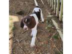 German Shorthaired Pointer Puppy for sale in Greensburg, IN, USA