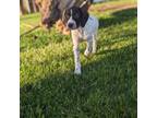 German Shorthaired Pointer Puppy for sale in Greensburg, IN, USA