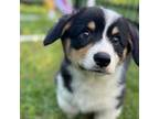 Pembroke Welsh Corgi Puppy for sale in Adairsville, GA, USA