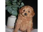 Goldendoodle Puppy for sale in Shipshewana, IN, USA