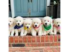 Golden Retriever Puppy for sale in Hodges, SC, USA