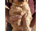 Golden Retriever Puppy for sale in Snowflake, AZ, USA