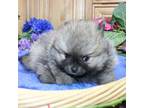 Pomeranian Puppy for sale in Colville, WA, USA