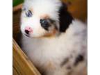 Australian Shepherd Puppy for sale in Georgetown, TX, USA