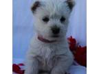 West Highland White Terrier Puppy for sale in Virginia Beach, VA, USA