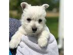 West Highland White Terrier Puppy for sale in Virginia Beach, VA, USA