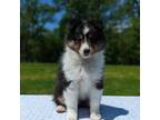 Shetland Sheepdog Puppy for sale in Dickson, TN, USA