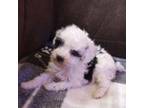 Poodle (Toy) Puppy for sale in Dayton, OH, USA