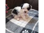 Poodle (Toy) Puppy for sale in Dayton, OH, USA