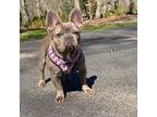 French Bulldog Puppy for sale in Clarksburg, NJ, USA