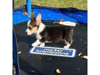 Pembroke Welsh Corgi Puppy for sale in Spring Hill, FL, USA