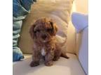 Cavapoo Puppy for sale in Davie, FL, USA