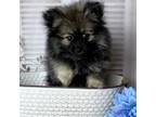 Pomeranian Puppy for sale in Lexington, KY, USA