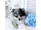 Pomeranian Puppy for sale in Lexington, KY, USA