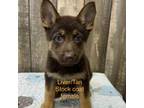 German Shepherd Dog Puppy for sale in Boonville, IN, USA