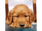 Golden Retriever Puppy for sale in Clare, MI, USA